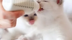 Směs mléka pro koťata